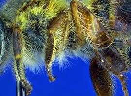  Apis nigrocincta  legs reddish-brown, photo: A.H. Smith-Pardo 
